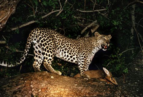 latest leopard deaths in south africa